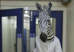 zebra10